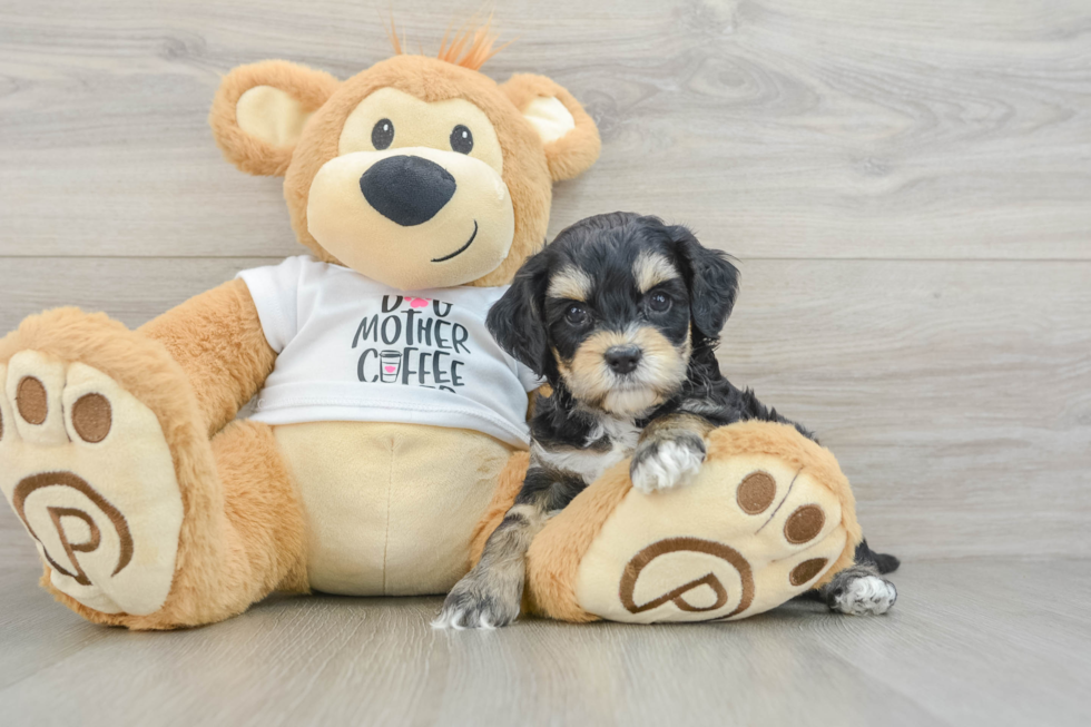 Cockapoo Puppy for Adoption