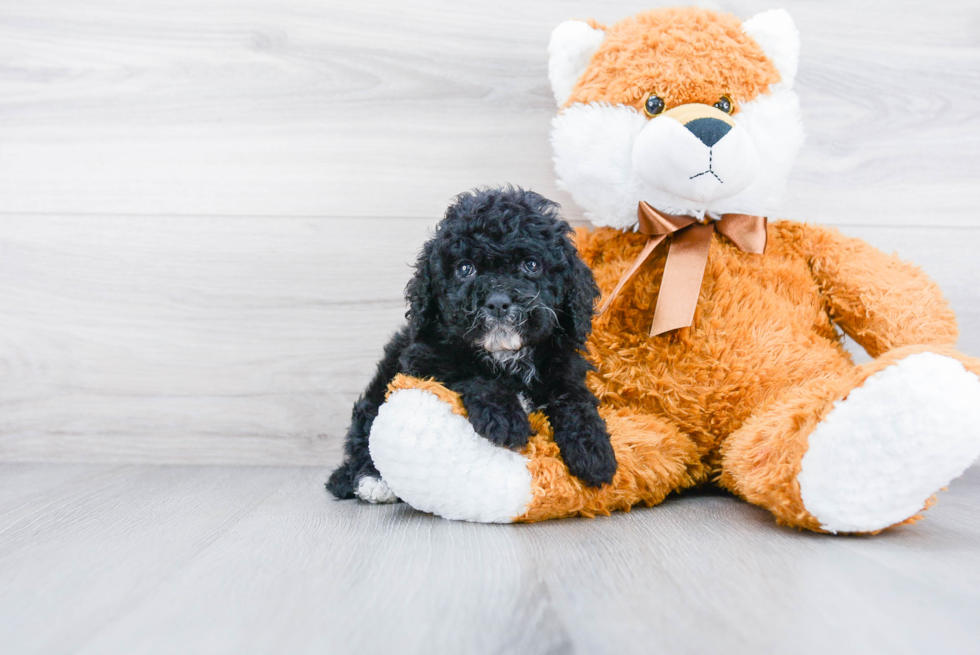Cockapoo Pup Being Cute