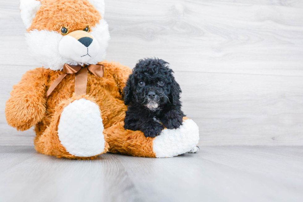 Friendly Cockapoo Baby