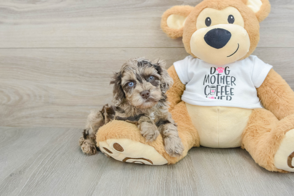 Little Cocker Doodle Poodle Mix Puppy