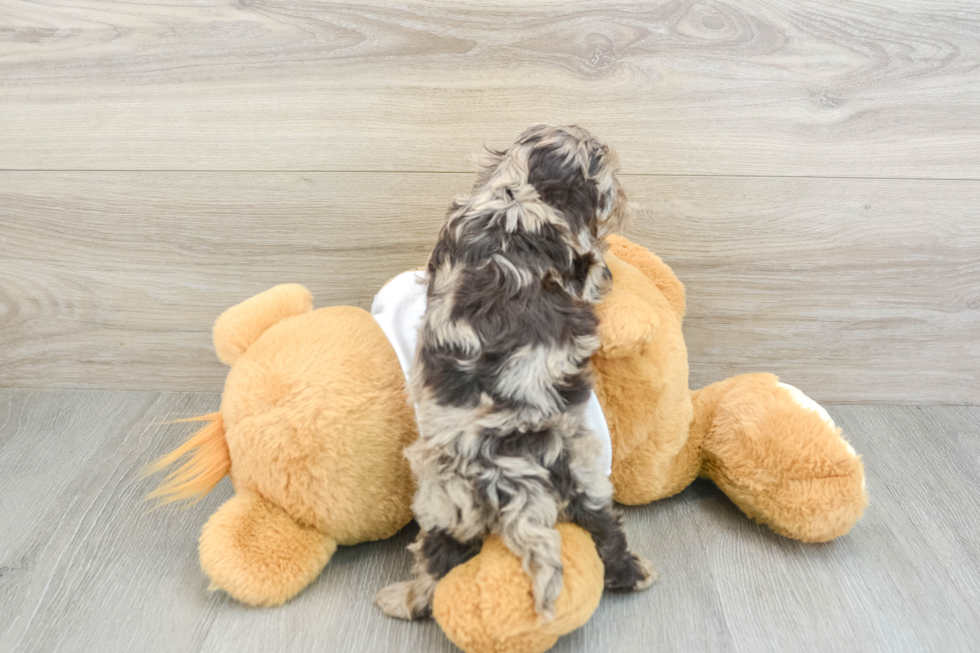 Cockapoo Puppy for Adoption