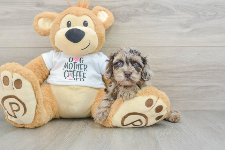 Popular Cockapoo Poodle Mix Pup