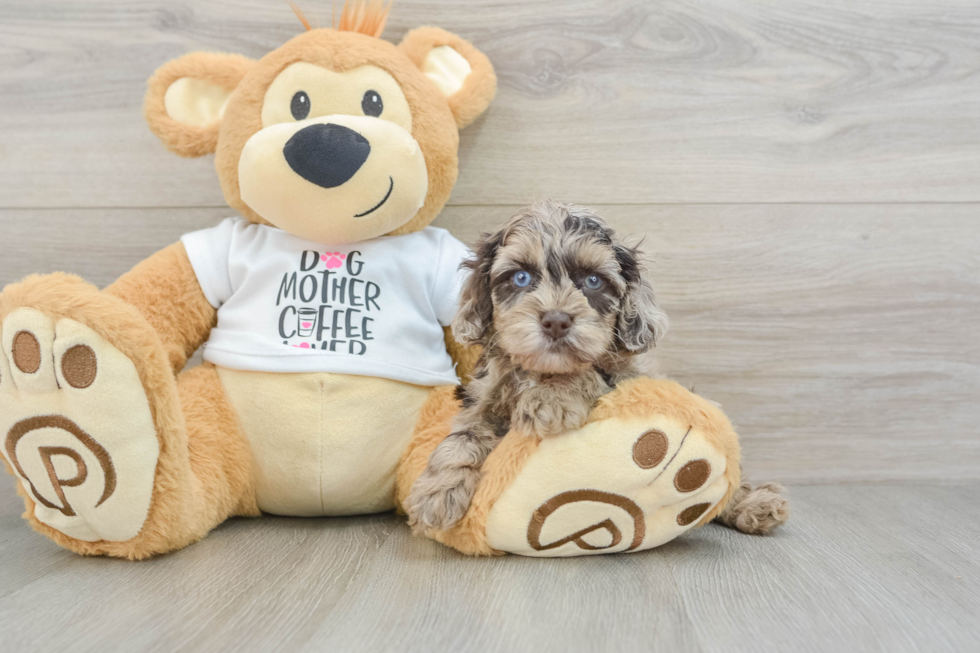 Popular Cockapoo Poodle Mix Pup