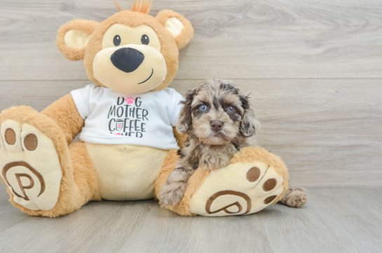 Popular Cockapoo Poodle Mix Pup