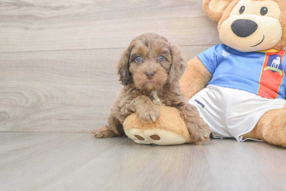 Cockapoo Pup Being Cute
