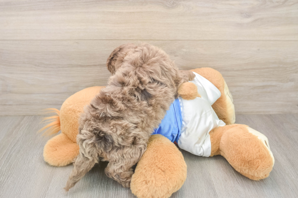 Cockapoo Pup Being Cute