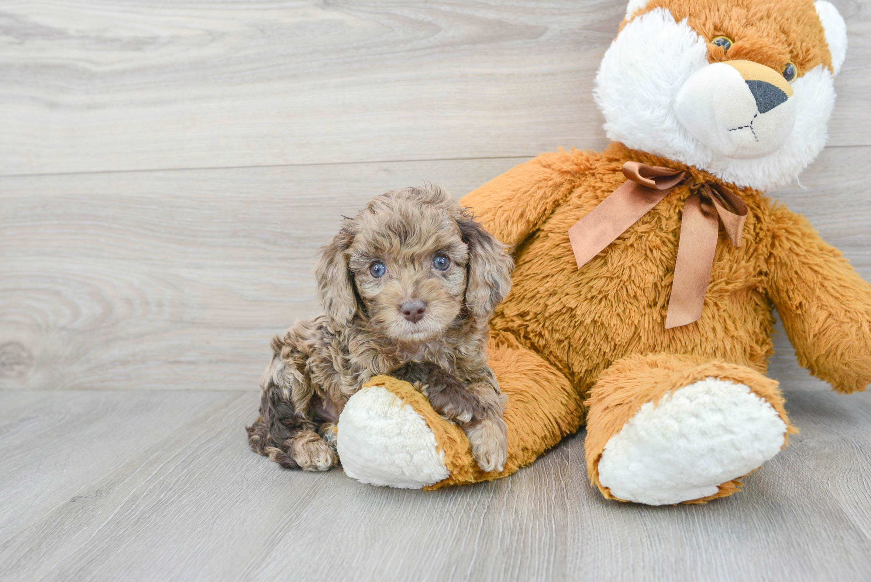 Playful Cockerpoo Poodle Mix Puppy
