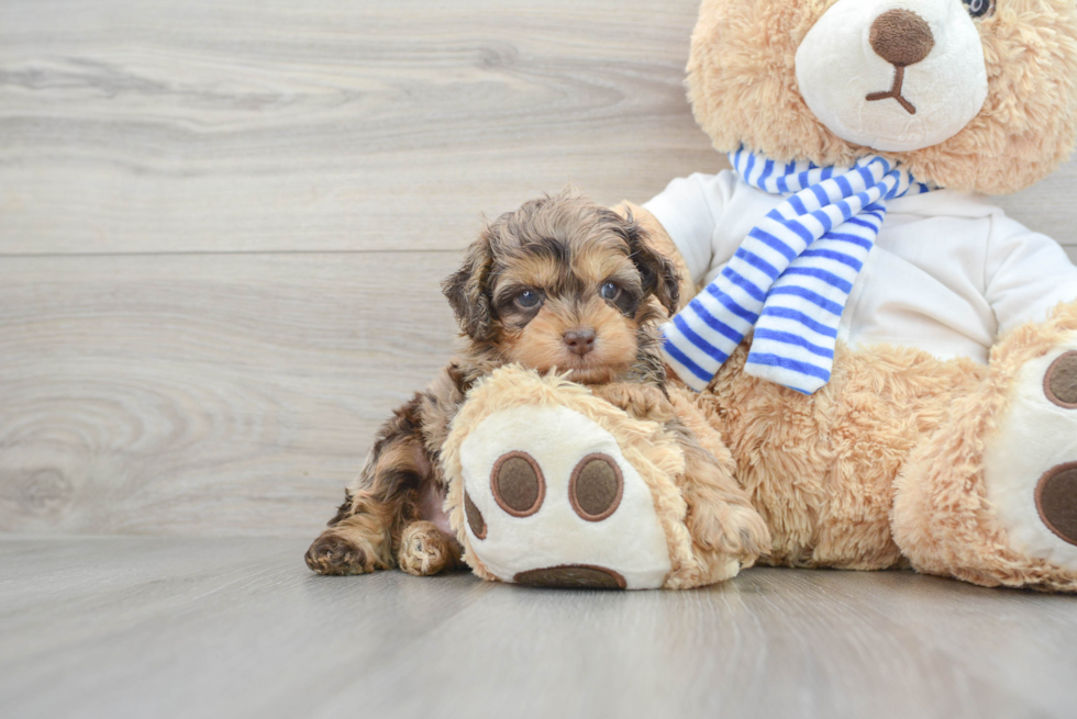 Petite Cockapoo Poodle Mix Pup