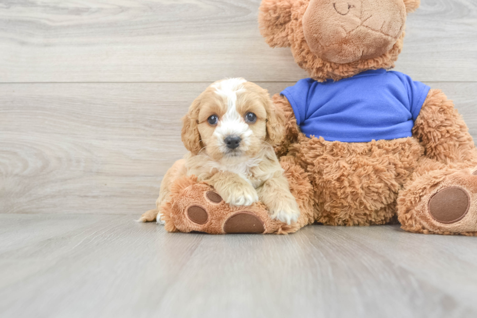 Little Cockerpoo Poodle Mix Puppy