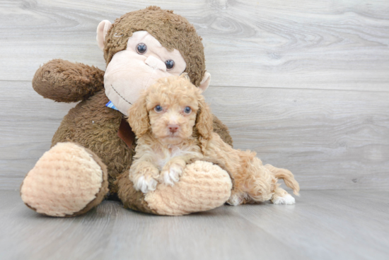 Cockapoo Puppy for Adoption