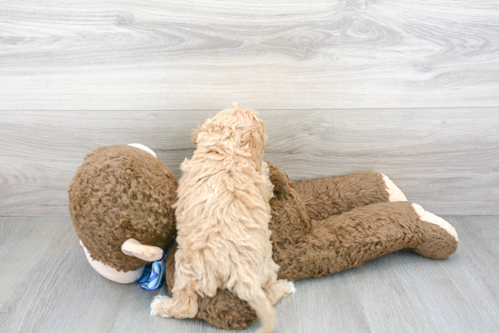 Popular Cockapoo Poodle Mix Pup