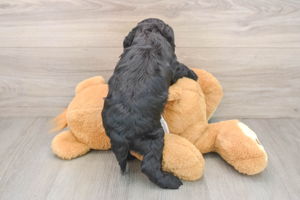 Cockapoo Pup Being Cute