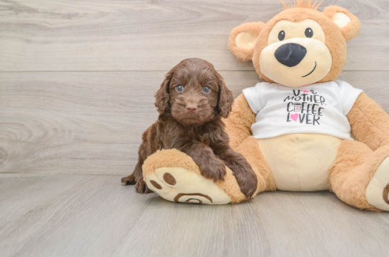 GARY, a Cockapoo littermate