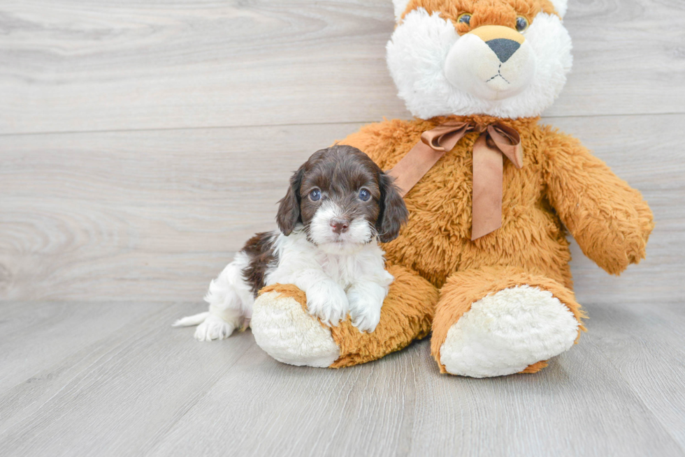 Popular Cockapoo Poodle Mix Pup