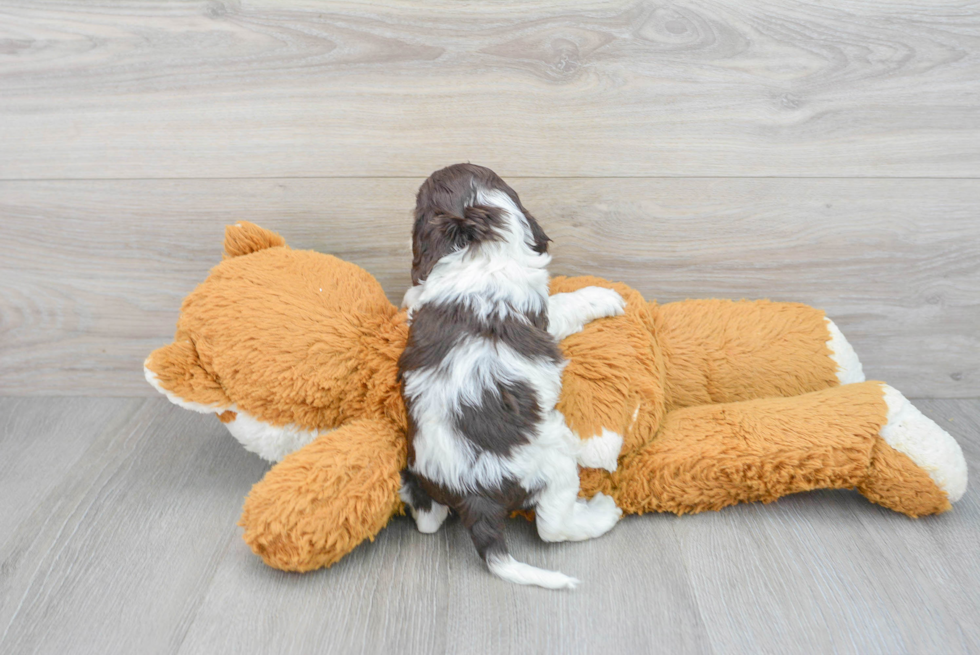 Cockapoo Pup Being Cute