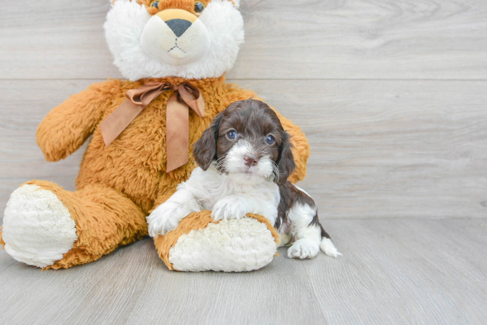 Cockapoo Puppy for Adoption