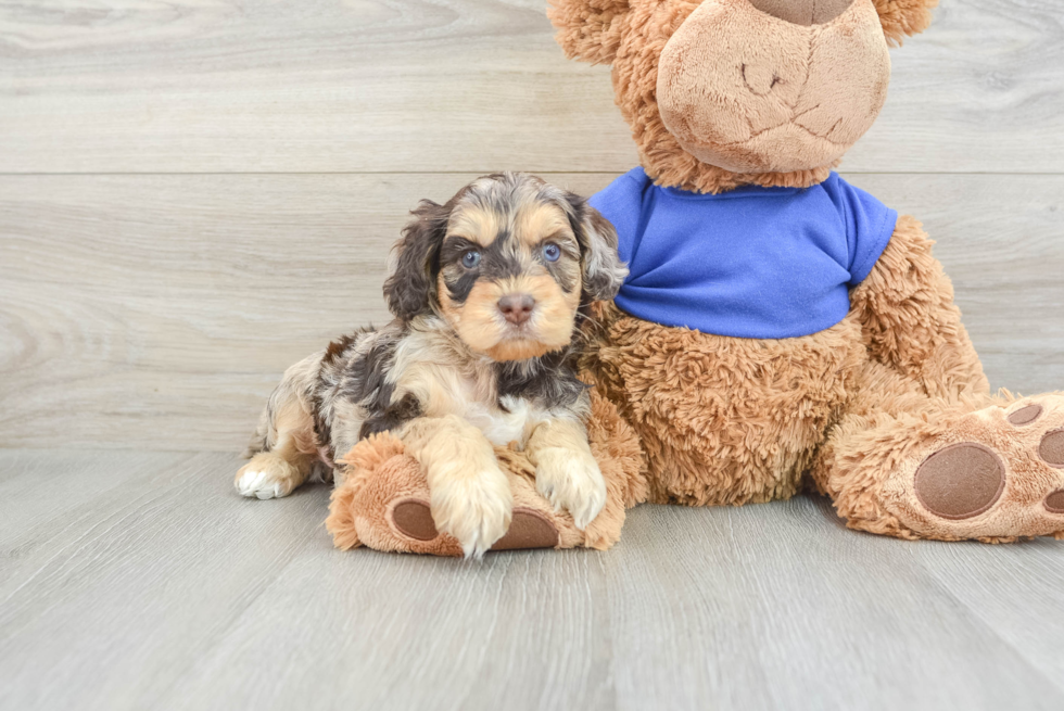 Cockapoo Puppy for Adoption