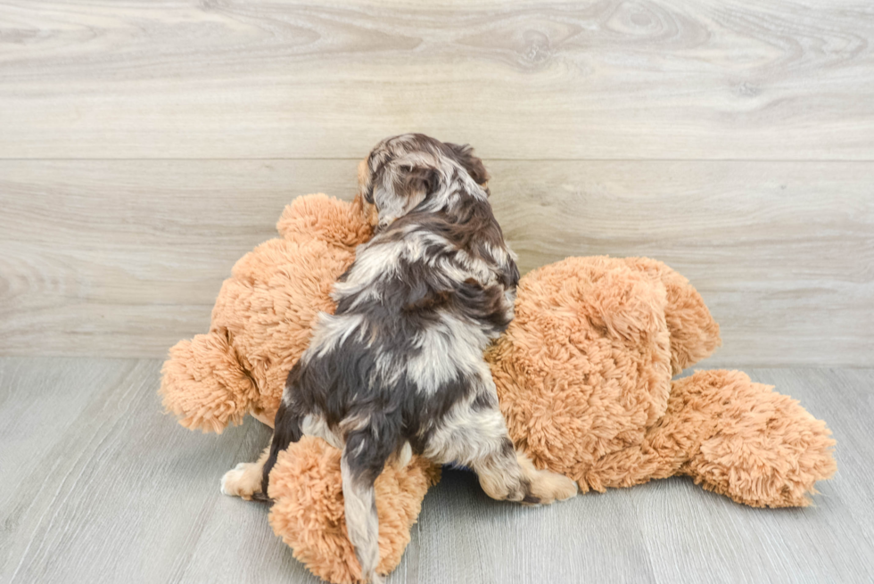 Fluffy Cockapoo Poodle Mix Pup