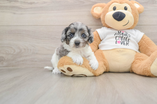 GENESIS, a Cockapoo littermate
