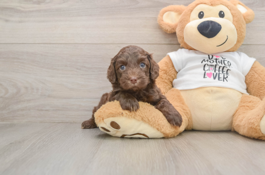 GENTRY, a Cockapoo littermate