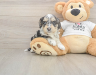 8 week old Cockapoo Puppy For Sale - Premier Pups