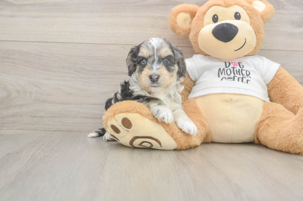 8 week old Cockapoo Puppy For Sale - Premier Pups