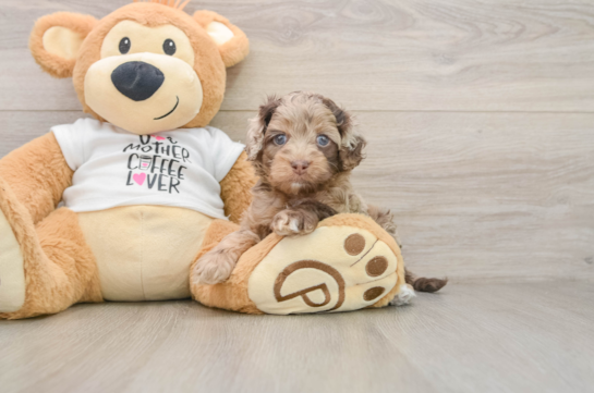 GERARD, a Cockapoo littermate