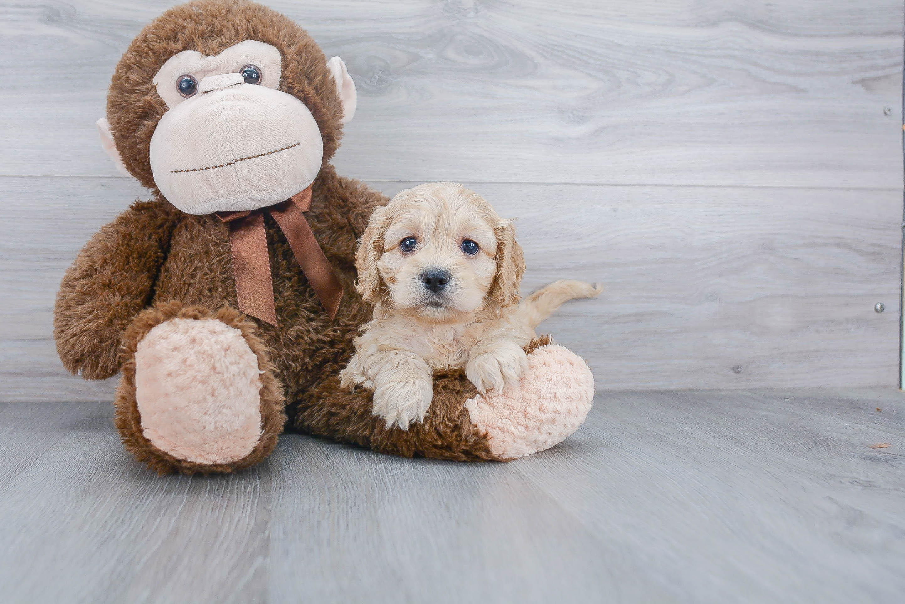 Cockapoo Puppy for Adoption