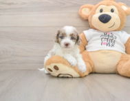 8 week old Cockapoo Puppy For Sale - Premier Pups