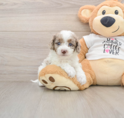 7 week old Cockapoo Puppy For Sale - Premier Pups