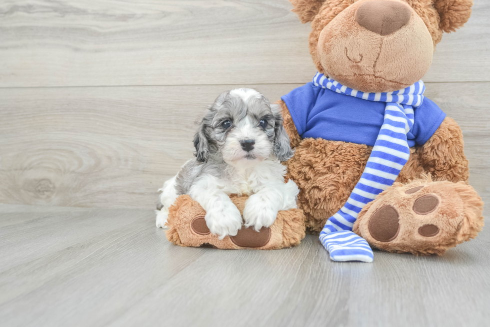 Friendly Cockapoo Baby