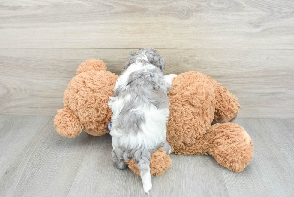 Smart Cockapoo Poodle Mix Pup