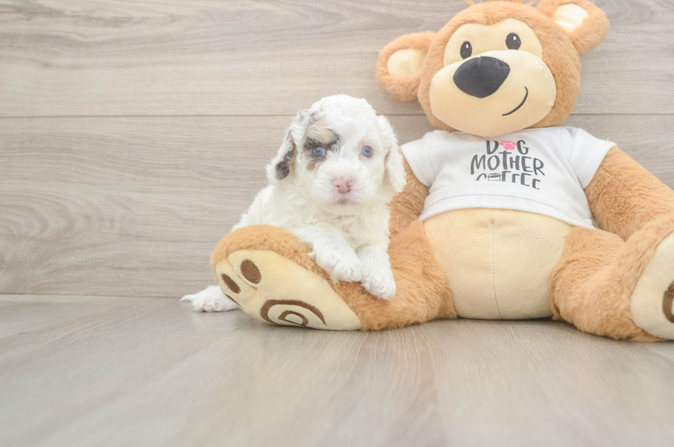 8 week old Cockapoo Puppy For Sale - Premier Pups