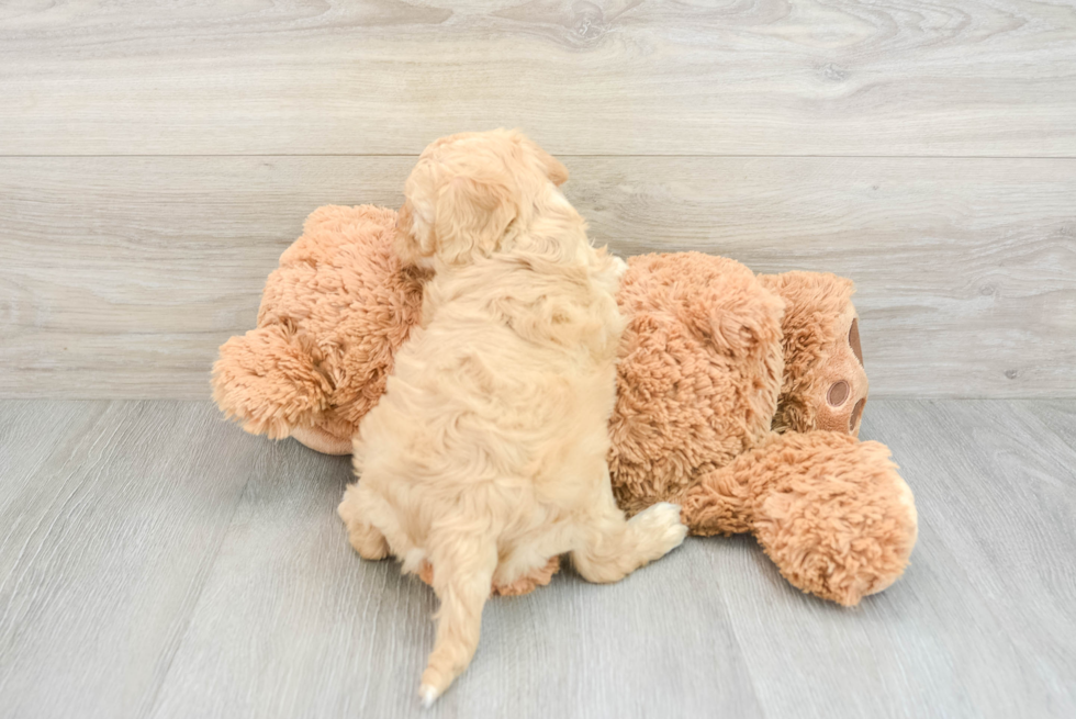 Cockapoo Puppy for Adoption