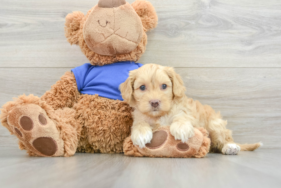 Cockapoo Puppy for Adoption