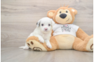 Happy Cockapoo Baby