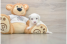 Cockapoo Pup Being Cute