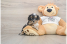 Best Cockapoo Baby