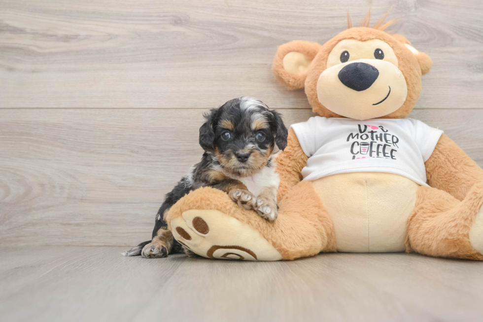 Best Cockapoo Baby