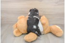 Popular Cockapoo Poodle Mix Pup