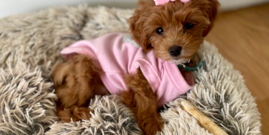 Cockapoo Grooming Guide: Pictures, Expert Tips & More