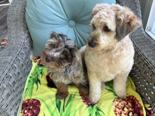 Cockapoo Haircuts: 7 Adorable Styles That Will Transform Your Dog 