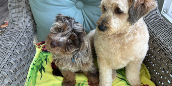 Introduction to Cockapoo Haircuts and Grooming Styles