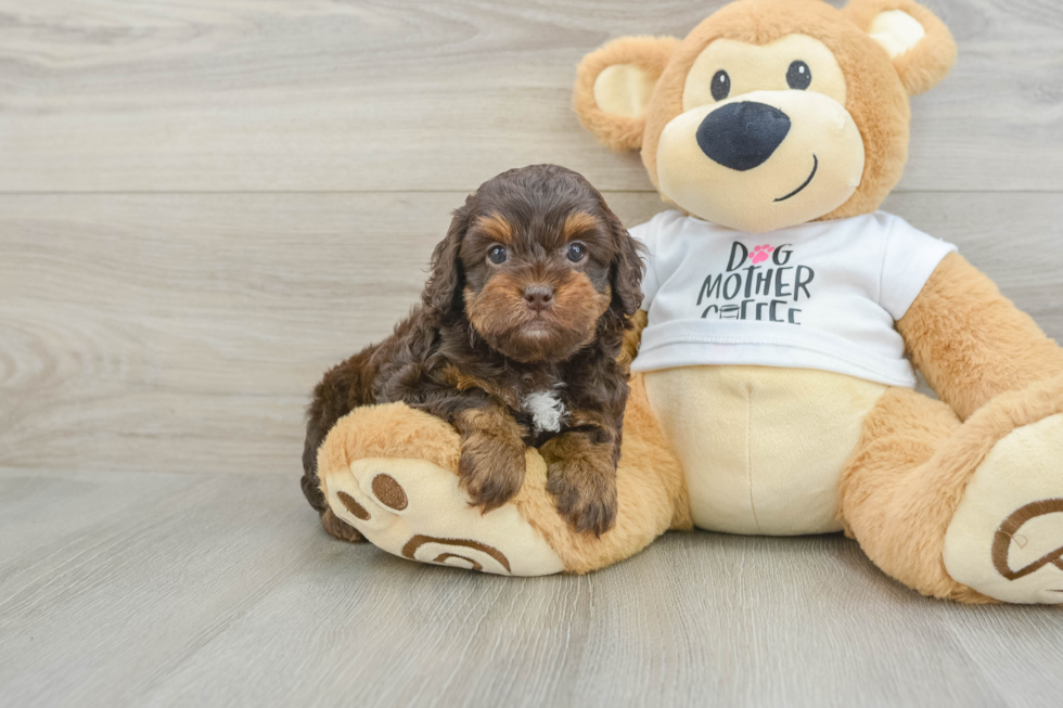 Cockapoo Pup Being Cute
