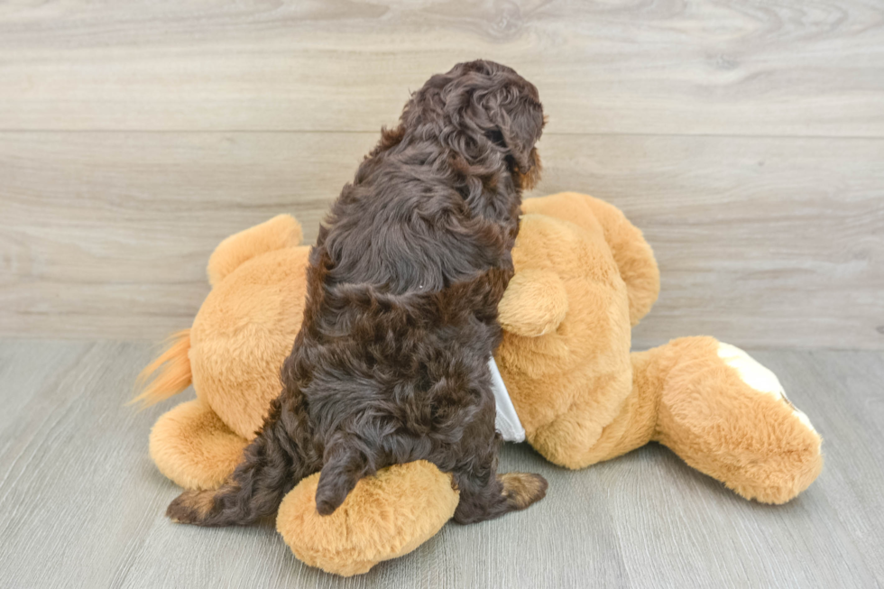 Playful Cocker Doodle Poodle Mix Puppy