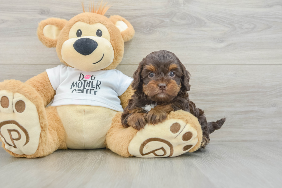 Cockapoo Pup Being Cute