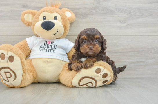 Cockapoo Pup Being Cute