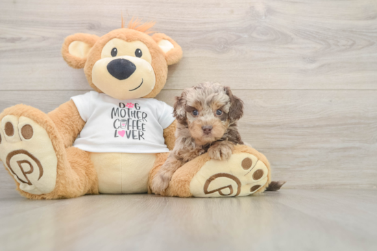 Hypoallergenic Cocker Doodle Poodle Mix Puppy