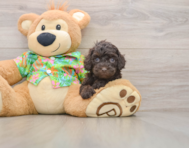 7 week old Cockapoo Puppy For Sale - Premier Pups