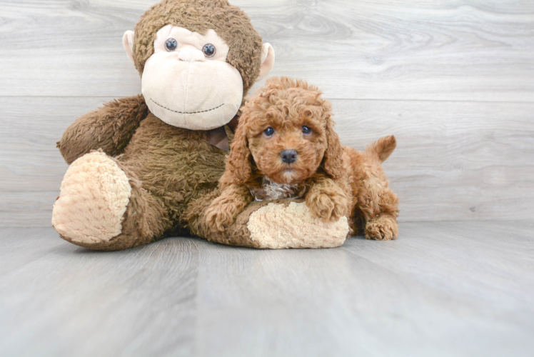 Cockapoo Pup Being Cute
